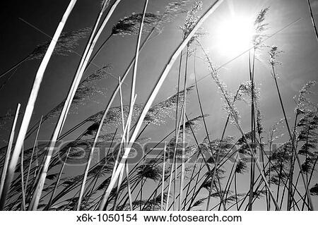 Picture - Playa de Sant Salvador, Costa Daurada, El Vendrell, Provincia de Tarragona, Catalunya, Espaa. Fotosearch