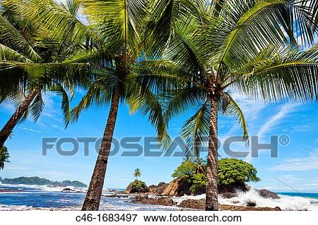Playa Dominical, Marino Ballena national park, Pacific coast, Costa Rica. View Large Photo Image Stock Photo - Playa Dominical, Marino Ballena national park, Pacific coast, Costa Rica.. Fotosearch