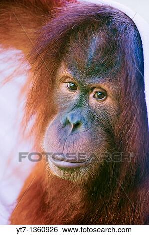 Stock Photograph - Playful orangutan covers itself with its favorite sheet. Fotosearch