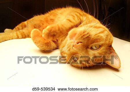 Playful tabby cat lying on table View Large Photo Image Picture - Playful tabby cat lying on table. Fotosearch
