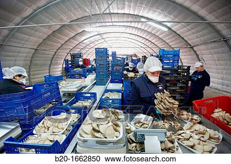 Pleurotus ostreatus, Oyster mushrooms cultivation, Agri-Food, Ayecue Fresh, Grupo Riberebro, Autol, La Rioja, Spain View Large Photo Image Stock Image - Pleurotus ostreatus, Oyster mushrooms cultivation, Agri-Food, Ayecue Fresh, Grupo Riberebro, Autol, La Rioja, Spain. Fotosearch