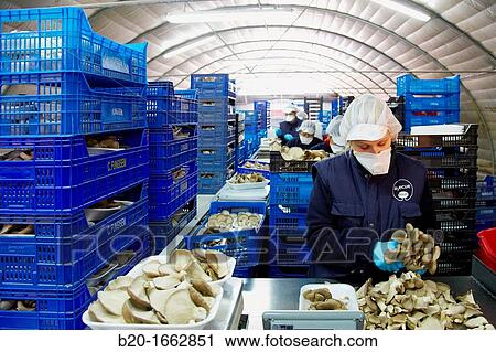 Stock Image - Pleurotus ostreatus, Oyster mushrooms cultivation, Agri-Food, Ayecue Fresh, Grupo Riberebro, Autol, La Rioja, Spain. Fotosearch