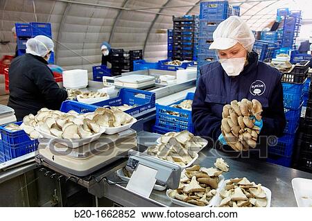 Pleurotus ostreatus, Oyster mushrooms cultivation, Agri-Food, Ayecue Fresh, Grupo Riberebro, Autol, La Rioja, Spain View Large Photo Image Stock Image - Pleurotus ostreatus, Oyster mushrooms cultivation, Agri-Food, Ayecue Fresh, Grupo Riberebro, Autol, La Rioja, Spain. Fotosearch