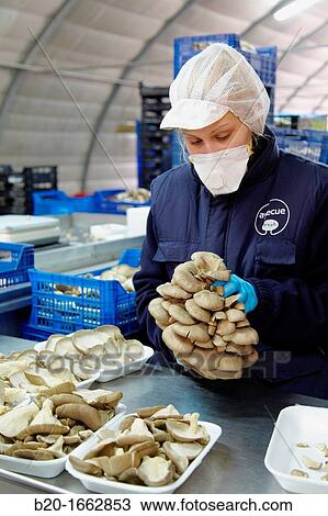 Pleurotus ostreatus, Oyster mushrooms cultivation, Agri-Food, Ayecue Fresh, Grupo Riberebro, Autol, La Rioja, Spain View Large Photo Image Stock Image - Pleurotus ostreatus, Oyster mushrooms cultivation, Agri-Food, Ayecue Fresh, Grupo Riberebro, Autol, La Rioja, Spain. Fotosearch