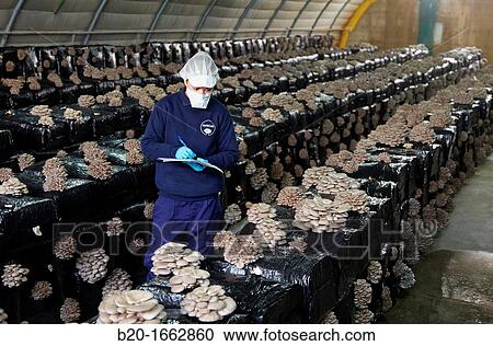 Pleurotus ostreatus, Oyster mushrooms cultivation, Agri-Food, Ayecue Fresh, Grupo Riberebro, Autol, La Rioja, Spain View Large Photo Image Stock Image - Pleurotus ostreatus, Oyster mushrooms cultivation, Agri-Food, Ayecue Fresh, Grupo Riberebro, Autol, La Rioja, Spain. Fotosearch