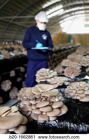 Pleurotus ostreatus, Oyster mushrooms cultivation, Agri-Food, Ayecue Fresh, Grupo Riberebro, Autol, La Rioja, Spain View Large Photo Image Stock Image - Pleurotus ostreatus, Oyster mushrooms cultivation, Agri-Food, Ayecue Fresh, Grupo Riberebro, Autol, La Rioja, Spain. Fotosearch