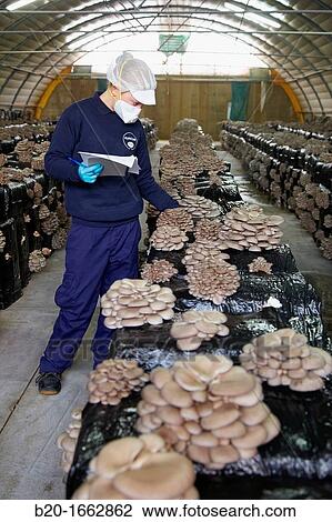 Pleurotus ostreatus, Oyster mushrooms cultivation, Agri-Food, Ayecue Fresh, Grupo Riberebro, Autol, La Rioja, Spain View Large Photo Image Stock Image - Pleurotus ostreatus, Oyster mushrooms cultivation, Agri-Food, Ayecue Fresh, Grupo Riberebro, Autol, La Rioja, Spain. Fotosearch