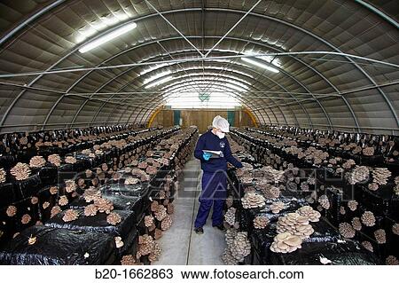 Pleurotus ostreatus, Oyster mushrooms cultivation, Agri-Food, Ayecue Fresh, Grupo Riberebro, Autol, La Rioja, Spain View Large Photo Image Stock Image - Pleurotus ostreatus, Oyster mushrooms cultivation, Agri-Food, Ayecue Fresh, Grupo Riberebro, Autol, La Rioja, Spain. Fotosearch