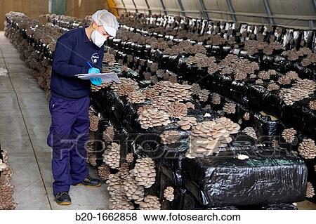 Pleurotus ostreatus, Oyster mushrooms cultivation, Agri-Food, Ayecue Fresh, Grupo Riberebro, Autol, La Rioja, Spain View Large Photo Image Stock Photo - Pleurotus ostreatus, Oyster mushrooms cultivation, Agri-Food, Ayecue Fresh, Grupo Riberebro, Autol, La Rioja, Spain. Fotosearch