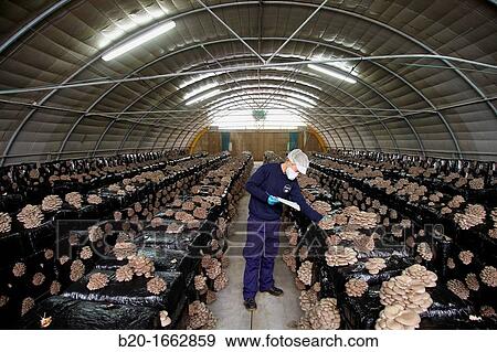 Pleurotus ostreatus, Oyster mushrooms cultivation, Agri-Food, Ayecue Fresh, Grupo Riberebro, Autol, La Rioja, Spain View Large Photo Image Stock Photo - Pleurotus ostreatus, Oyster mushrooms cultivation, Agri-Food, Ayecue Fresh, Grupo Riberebro, Autol, La Rioja, Spain. Fotosearch