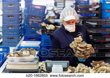Pleurotus ostreatus, Oyster mushrooms cultivation, Agri-Food, Ayecue Fresh, Grupo Riberebro, Autol, La Rioja, Spain View Large Photo Image Stock Photography - Pleurotus ostreatus, Oyster mushrooms cultivation, Agri-Food, Ayecue Fresh, Grupo Riberebro, Autol, La Rioja, Spain. Fotosearch