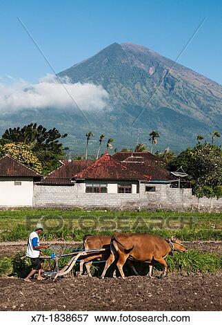 Stock Photo - Ploughing fields near Amed with Gunung Agung volcano in the background, Eastern Bali, Indonesia. Fotosearch