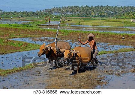 Stock Photograph - Ploughing rice field with buffalos, Pulukan, Bali, Indonesia. Fotosearch