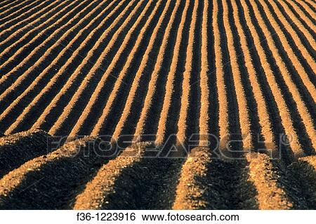 Plowed dirt rows in agricultural field, near Soledad, Monterey County, California View Large Photo Image Stock Photograph - Plowed dirt rows in agricultural field, near Soledad, Monterey County, California. Fotosearch