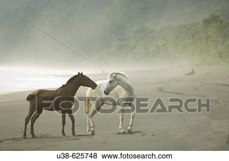 Pluie Forêt Chevaux Sauvages Sur Les Brumeux Plage Dialoguer Ou Playing Sombre Brun Blanc Horses Osa Péninsule Costa Rica Banque De