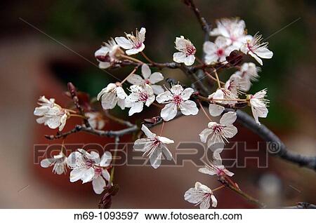 Plum tree blossoms View Large Photo Image Stock Photo - Plum tree blossoms. Fotosearch