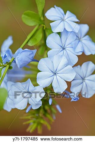 Stock Photography - Plumbago auriculata - Cape leadworth. Photographed in garden, UK.. Fotosearch