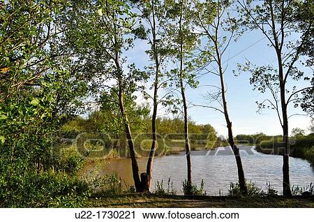Po River Delta, Italy: Punte Alberete nature reserve View Large Photo Image Stock Image - Po River Delta, Italy: Punte Alberete nature reserve. Fotosearch