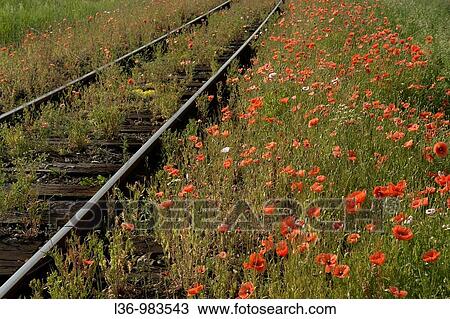 Poalnd, Central region, old railroad track View Large Photo Image Stock Image - Poalnd, Central region, old railroad track. Fotosearch