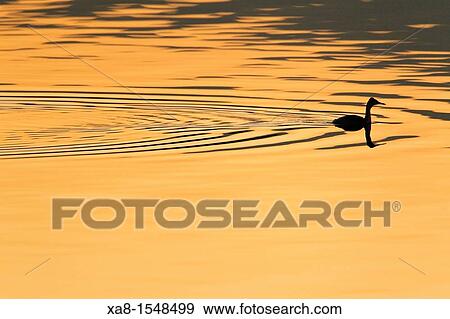 Stock Photo - podiceps cristatus. Fotosearch