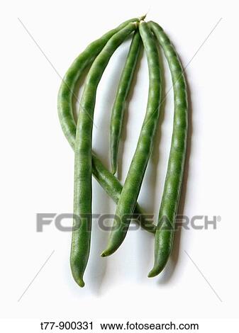 Pods of of Black-Eyed Peas, Cowpea View Large Photo Image Stock Image - Pods of of Black-Eyed Peas, Cowpea. Fotosearch