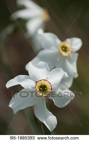 Poet's Daffodil Narcissus poeticus wildflower, Montseny Nature Reservation, Spain View Large Photo Image Stock Image - Poet's Daffodil Narcissus poeticus wildflower, Montseny Nature Reservation, Spain. Fotosearch