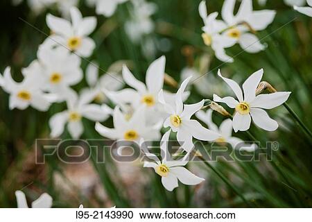 Poet's Daffodil (Narcissus poeticus) makes for large flowered gaps in spring, Montseny, Spain. View Large Photo Image Stock Image - Poet's Daffodil (Narcissus poeticus) makes for large flowered gaps in spring, Montseny, Spain.. Fotosearch