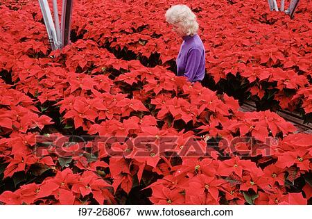Stock Photo - Poinsetta (Euphorbia pulcherrima). Greenhouse. Ashland. Oregon. USA. Fotosearch