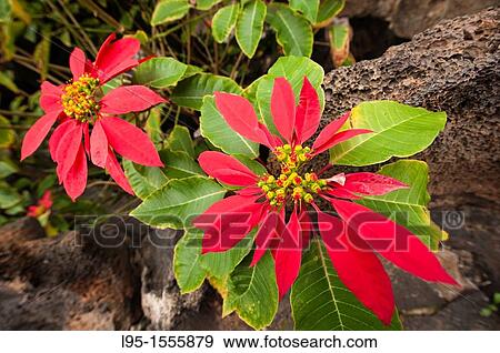 Poinsettia Euphorbia pulcherrima, Lanzarote, Canary Islands, Spain View Large Photo Image Stock Photo - Poinsettia Euphorbia pulcherrima, Lanzarote, Canary Islands, Spain. Fotosearch
