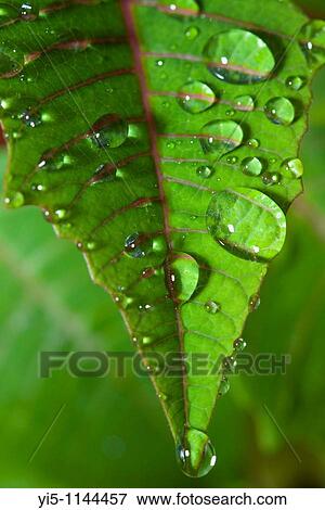 Poinsettia leaf with water droplets View Large Photo Image Stock Photo - Poinsettia leaf with water droplets. Fotosearch