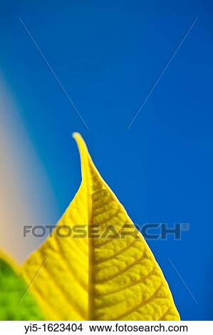 Poinsettia's leaves, euphorbia pulcherrima, located near Valencia, Spain View Large Photo Image Picture - Poinsettia's leaves, euphorbia pulcherrima, located near Valencia, Spain. Fotosearch