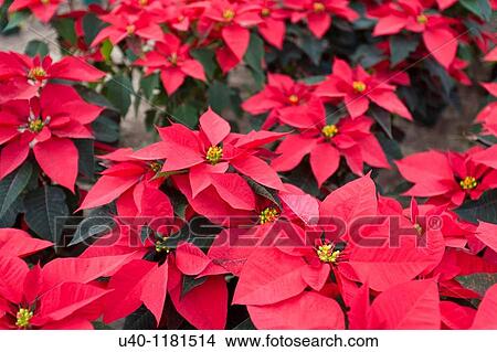 Poinsettias View Large Photo Image Picture - Poinsettias. Fotosearch