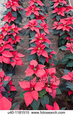 Poinsettias View Large Photo Image Stock Photography - Poinsettias. Fotosearch