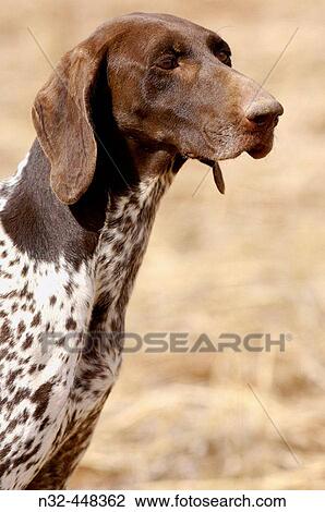 Stock Image - Pointer. Archidona, MBlaga province. Andalusia, Spain. Fotosearch
