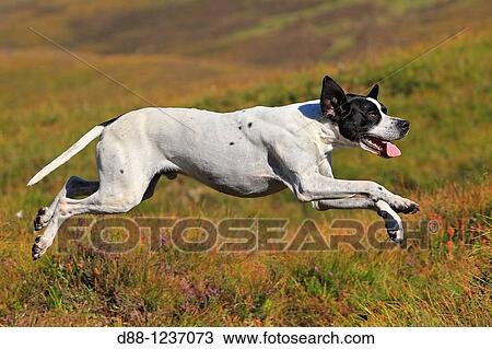 Stock Image - Pointer Canis lupus familiaris.. Fotosearch