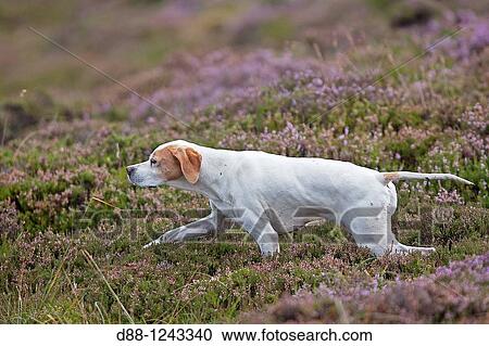 Pointer Canis lupus familiaris. View Large Photo Image Stock Image - Pointer Canis lupus familiaris.. Fotosearch