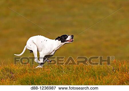 Pointer Canis lupus familiaris. View Large Photo Image Stock Photo - Pointer Canis lupus familiaris.. Fotosearch