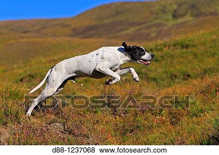 Pointer Canis lupus familiaris. View Large Photo Image Stock Photo - Pointer Canis lupus familiaris.. Fotosearch