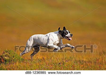 Pointer Canis lupus familiaris. View Large Photo Image Stock Photography - Pointer Canis lupus familiaris.. Fotosearch