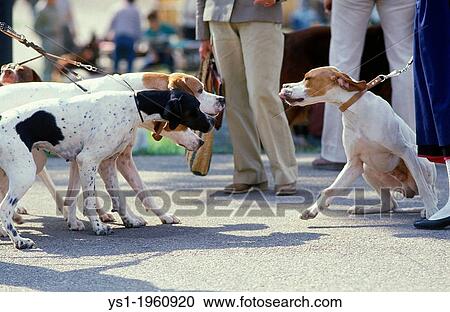 Pointer Dogs Kept on Leash, France View Large Photo Image Stock Image - Pointer Dogs Kept on Leash, France. Fotosearch