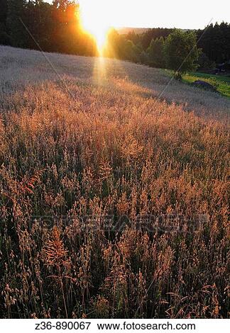 Poland, agriculture View Large Photo Image Stock Photo - Poland, agriculture. Fotosearch