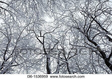 Poland. Bieszczady Mountains. Beech forest in winter View Large Photo Image Stock Photo - Poland. Bieszczady Mountains. Beech forest in winter. Fotosearch
