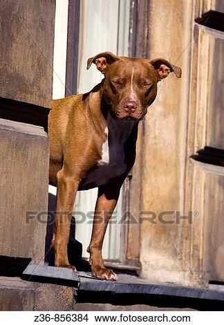 Poland Krakow dog View Large Photo Image Picture - Poland Krakow dog. Fotosearch