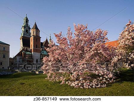 Poland, Krakow, Wawel, Sigismund's Cathedral and Chapel as part of Royal Castle at spring, magnolias trees View Large Photo Image Stock Photo - Poland, Krakow, Wawel, Sigismund's Cathedral and Chapel as part of Royal Castle at spring, magnolias trees. Fotosearch