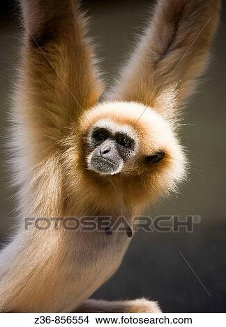 Picture - Poland, Krakow, ZOO, monkey. Fotosearch