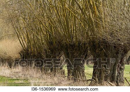 Poland. Mazowsze region. Willow trees. Willows are very popular trees in the Mazowsze region View Large Photo Image Stock Photo - Poland. Mazowsze region. Willow trees. Willows are very popular trees in the Mazowsze region. Fotosearch