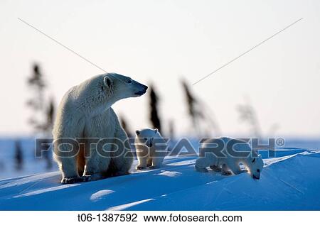 Polar bear mother Ursus maritimus with two 3 months old cubs, coming out of the den in March Wapusk National Park, Churchill, Manitoba, Canada View Large Photo Image Stock Image - Polar bear mother Ursus maritimus with two 3 months old cubs, coming out of the den in March Wapusk National Park, Churchill, Manitoba, Canada. Fotosearch
