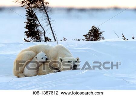 Stock Image - Polar bear mother Ursus maritimus with one 3 months old cubs, coming out of den in March Wapusk National Park, Manitoba, Canada. Fotosearch