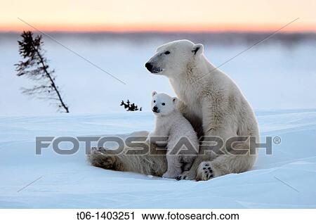 Polar bear mother Ursus maritimus with one 3 months old cubs, coming out of den in March Wapusk National Park, Manitoba, Canada View Large Photo Image Stock Image - Polar bear mother Ursus maritimus with one 3 months old cubs, coming out of den in March Wapusk National Park, Manitoba, Canada. Fotosearch