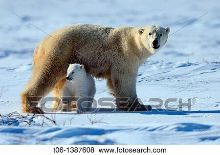 Polar bear mother Ursus maritimus with one 3 months old cubs, coming out of den in March Wapusk National Park, Manitoba, Canada View Large Photo Image Stock Photo - Polar bear mother Ursus maritimus with one 3 months old cubs, coming out of den in March Wapusk National Park, Manitoba, Canada. Fotosearch